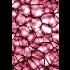 Cells-pink