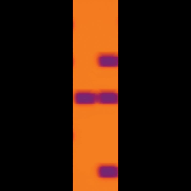 DNA-6-Banks-180