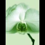 Orchid-1-Green