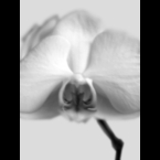 Orchid-1-Grey