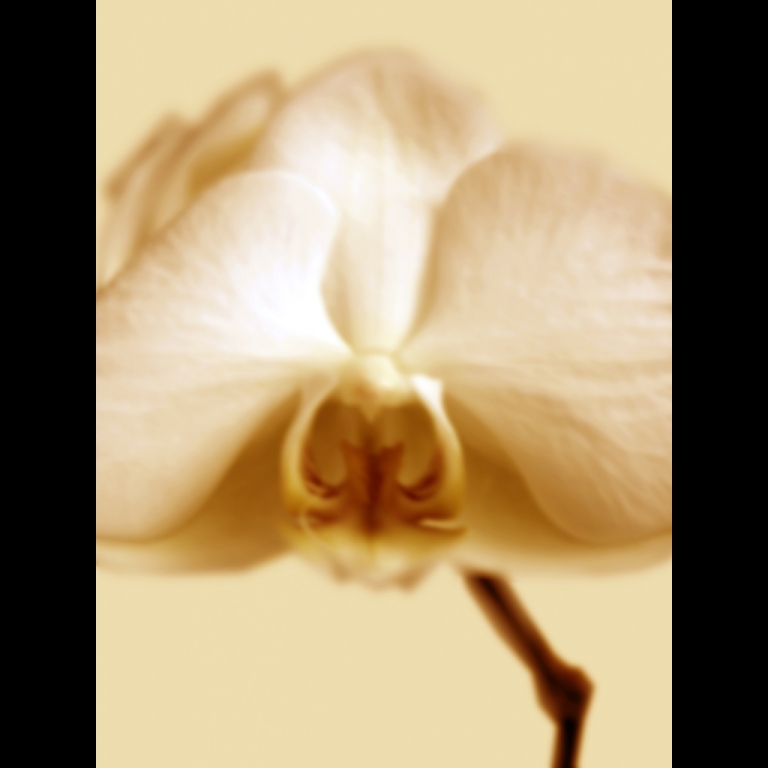 Orchid-1-Light-ornage