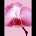 Orchid-1-Magenta
