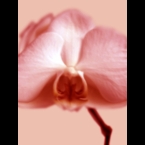 Orchid-1-Orange