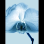 Orchid-1-cyan