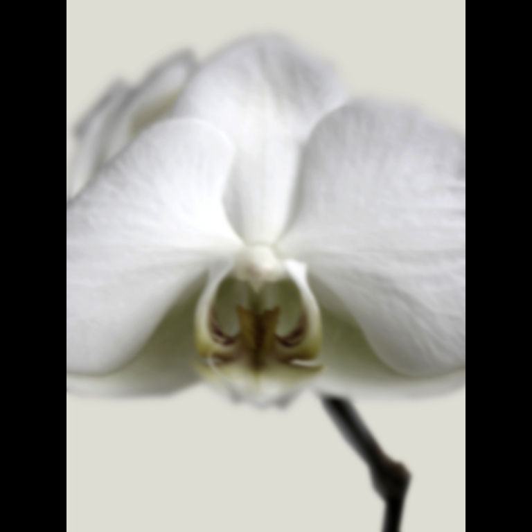 Orchid-1