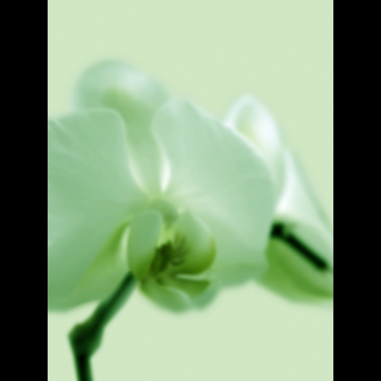 Orchid-2-Green