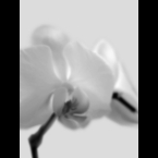 Orchid-2-Grey