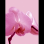 Orchid-2-Magenta