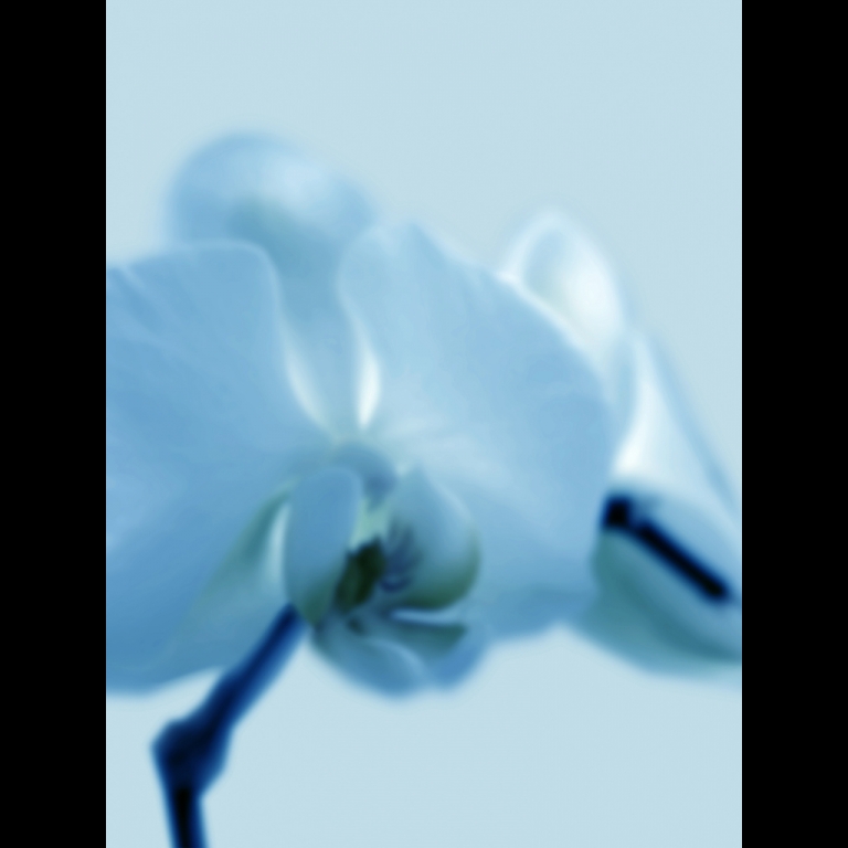 Orchid-2-cyan