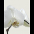 Orchid-2