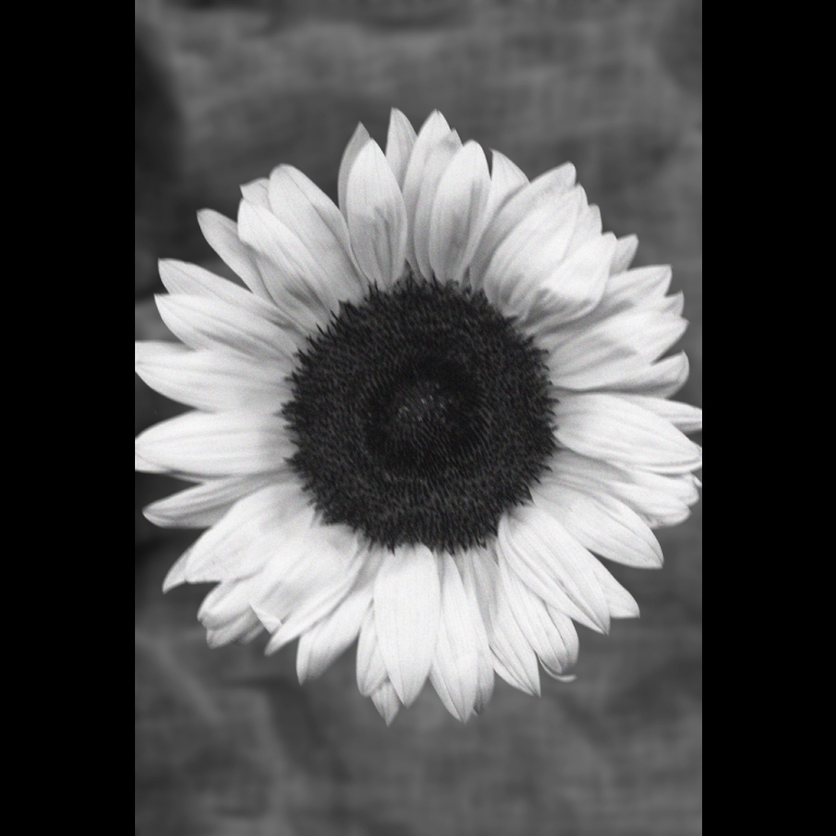 Sunflower-1