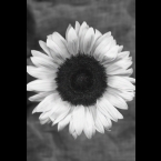 Sunflower-1