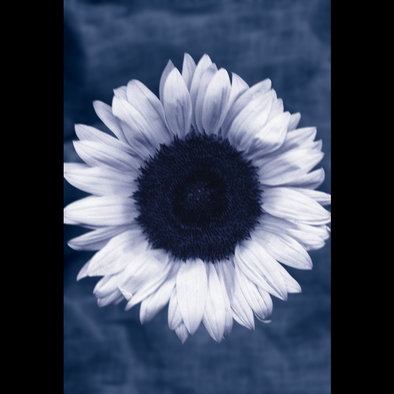 Sunflower-3