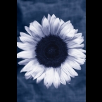 Sunflower-3