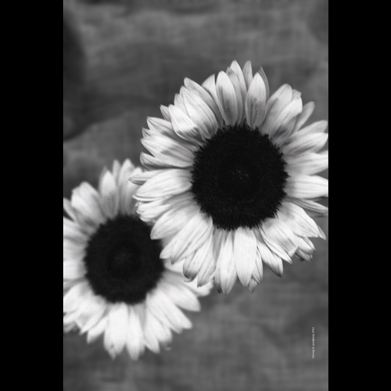 Sunflower-5