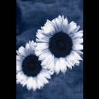 Sunflower-6