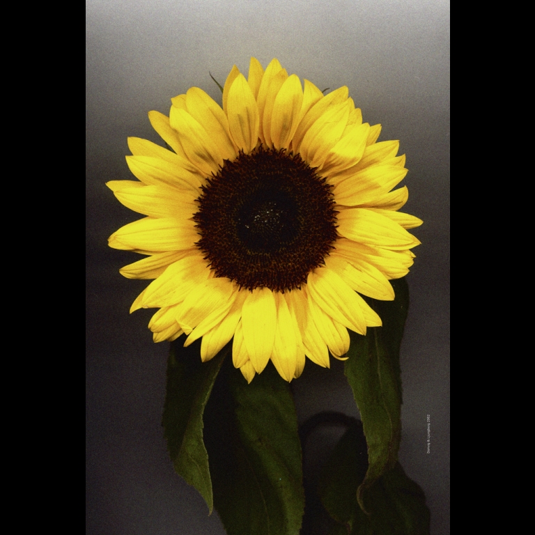 Sunflower-9