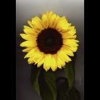 Sunflower-9