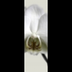 Orchid-1-120