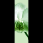 Orchid-1-Green-120