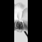 Orchid-1-Grey-120