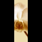Orchid-1-Light-ornage-120