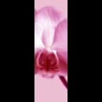 Orchid-1-Magenta-120