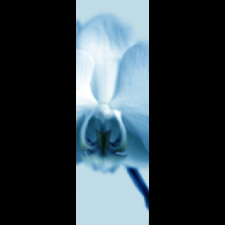 Orchid-1-cyan-120