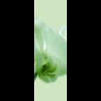 Orchid-2-Green-120