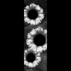 Sunflower-13-120