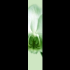 Orchid-1-Green-180