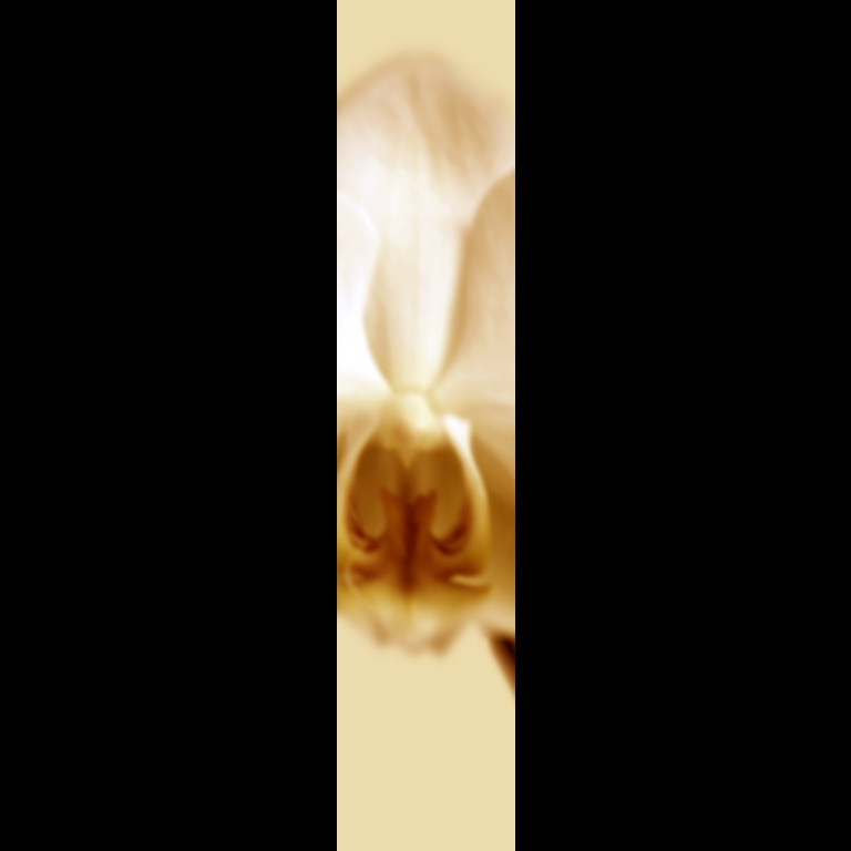 Orchid-1-Light-ornage-180