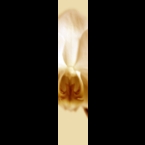Orchid-1-Light-ornage-180