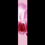 Orchid-1-Magenta-180